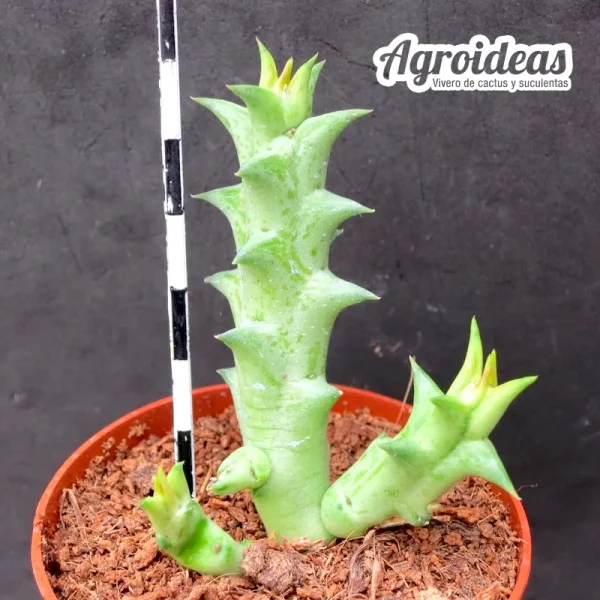 Orbea wismannii X hesperidum - Imagen 2
