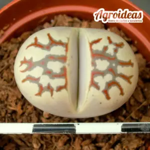 Lithops dorotheae "Zorro"