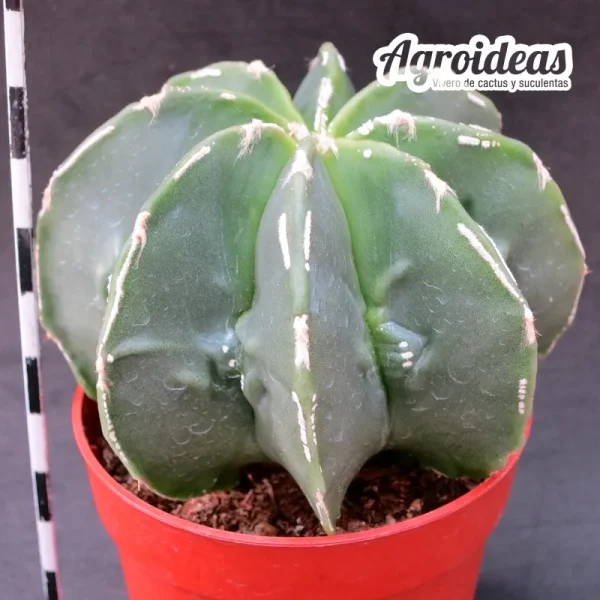 Astrophytum nudum "fukuryu" selección - Imagen 2
