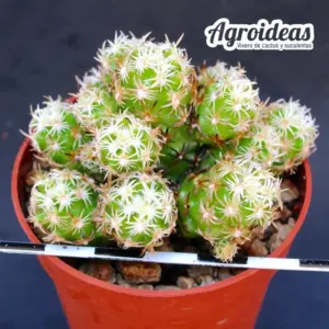 Escobaria nellieae var. minima "Clon 2"