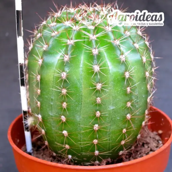Echinopsis «Son Goku» - Imagen 2