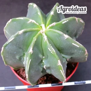 Astrophytum nudum "fukuryu" selección
