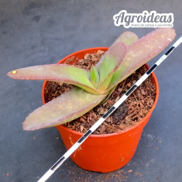Gasteria rawlinsonii - Imagen 2
