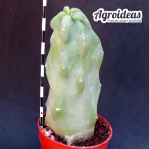Lophocereus schootii fr. monstruosa