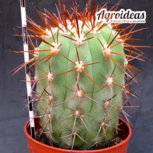 Copiapoa marginata