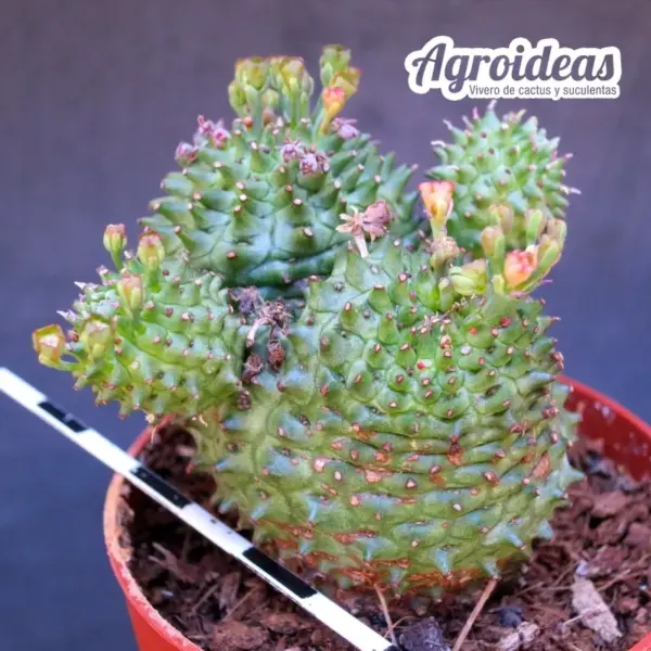 Euphorbia obesannae "Ex. Agroideas" - Imagen 2