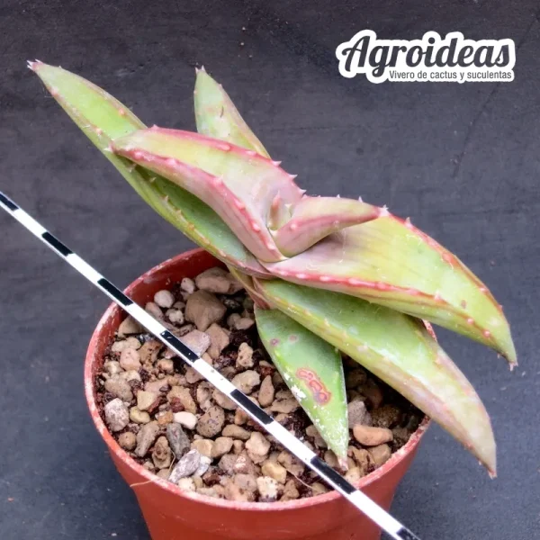 Aloe pearsonii - Imagen 2