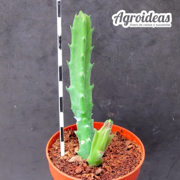 Stapelia erectiflora - Imagen 2