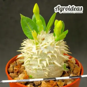 Pachypodium brevicaule