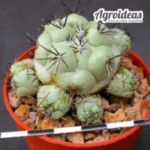 Ortegocactus macdougallii "Ejemplar Selección"