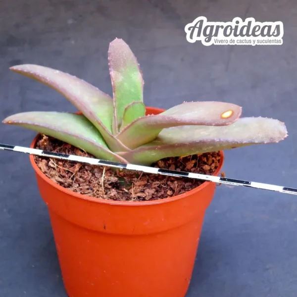 Gasteria rawlinsonii - Imagen 3