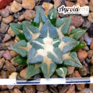 Ariocarpus kotschoubeyanus X agavoides