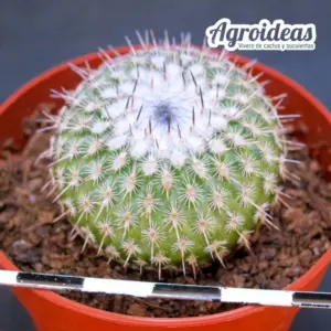 Epithelantha unguispina