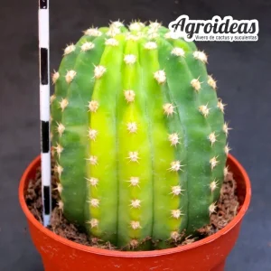 Trichocereus híbrido «variegata»