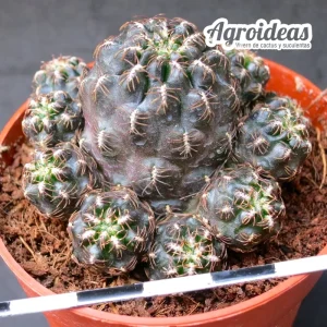 Sulcorebutia steinbachii