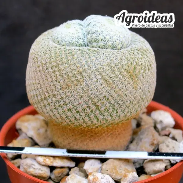 Epithelantha bokei - Imagen 2