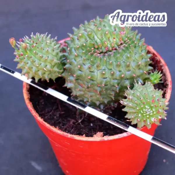 Euphorbia obesannae "Ex. Agroideas" - Imagen 2