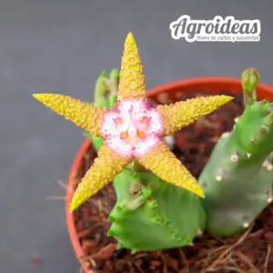 Stapelia flavopurpurea "Flor Amarilla"