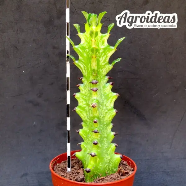 Euphorbia trigona "Mint Cream" - Imagen 2