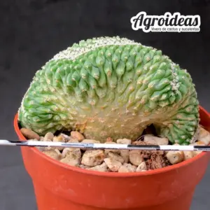 Strombocactus disciformis "cristata ejemplar"