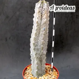 Euphorbia abdelkurii