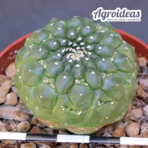 Euphorbia gymnocalycioides