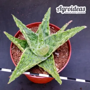 Aloe "Sugar crystal" TCT, Tailandia