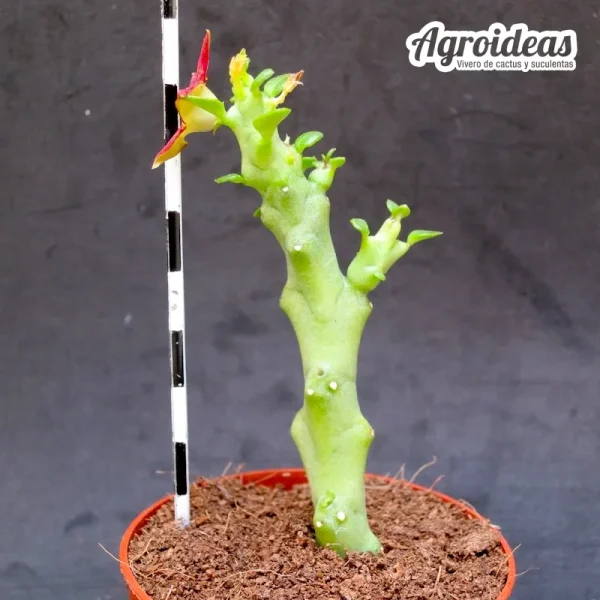 Caralluma socotrana x Frerea indica - Imagen 3