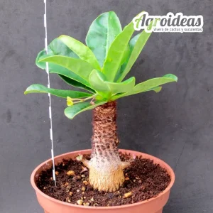 Euphorbia ramena "N. Madagascar" Gran Ejemplar