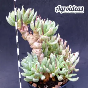 Adromischus umbraticola "Gran ejemplar 13 años"