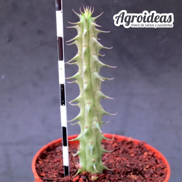 Huernia "Moon Blade" - Imagen 2