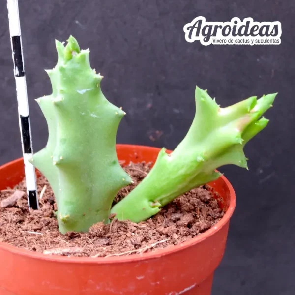 Orbea melanantha - Imagen 2