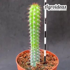 Euphorbia baloensis