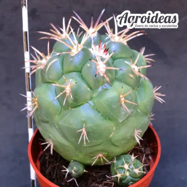 Coryphantha poselgeriana - Imagen 2