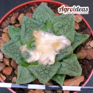 Ariocarpus fissuratus v. hintonii