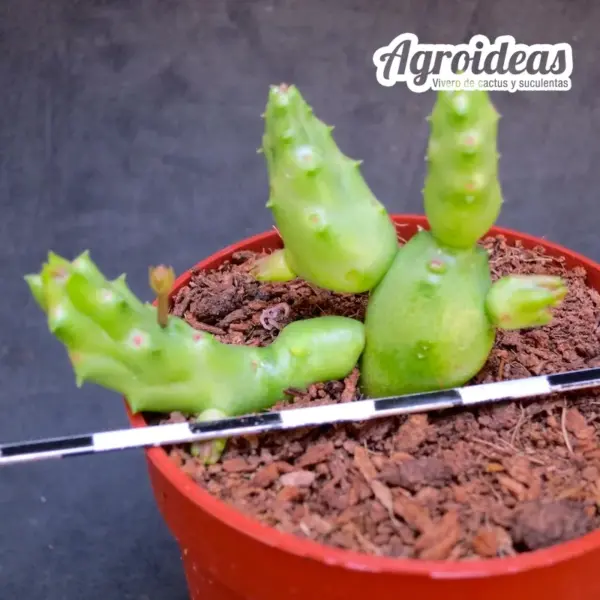 Duvalia caespitosa - Imagen 2