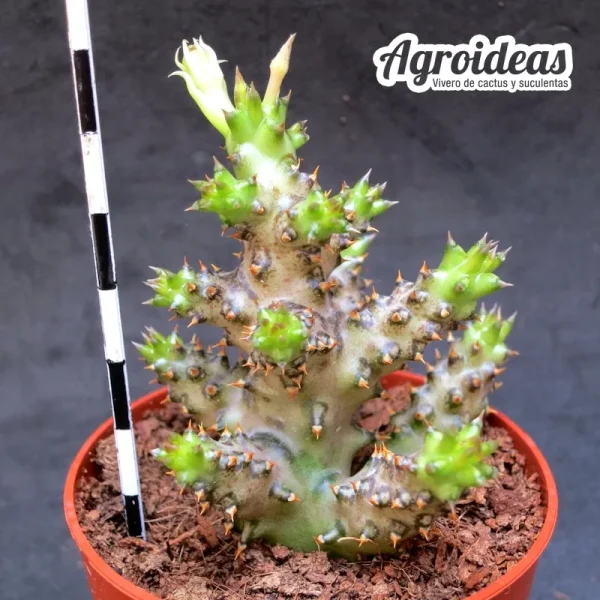 Edithcolea grandis - Imagen 2