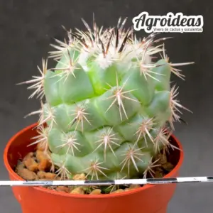 Coryphantha difficilis