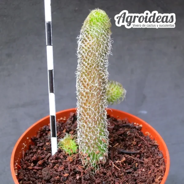 Stapelianthus pilosus - Imagen 2