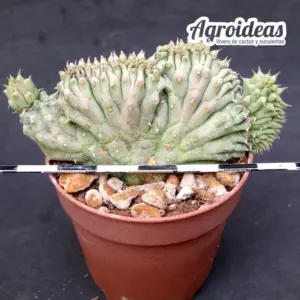 Lavrania haagnerae x huernia whitesloaneana "Cristata"