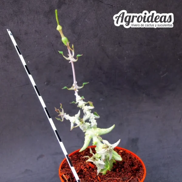 Ceropegia simoniae sp. nova - Imagen 2