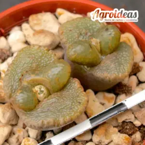 Conophytum pellucidum LAV26802