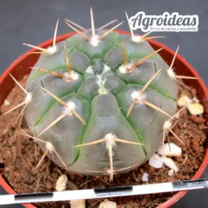 Gymnocalycium borthii ssp. nogolense