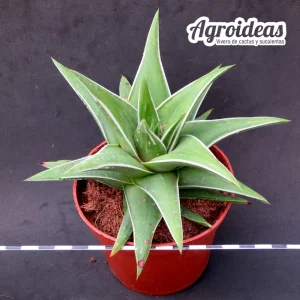 Haworthia marginata "Gran Ejemplar"