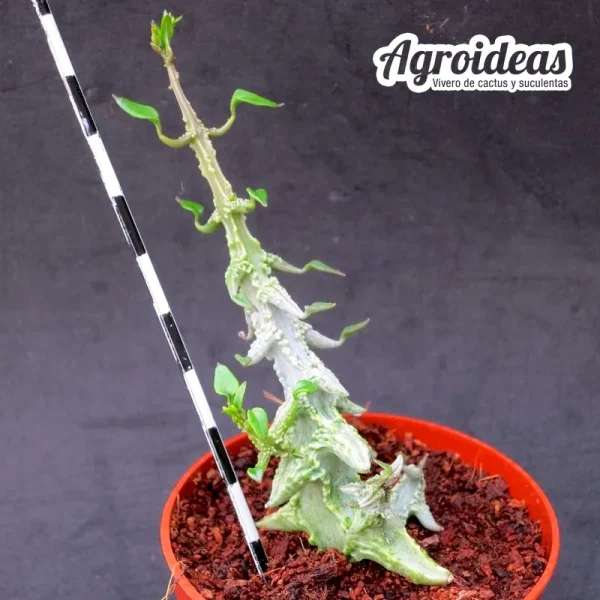 Ceropegia simoneae "green form" - Imagen 2