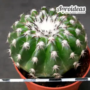 Discocactus horstii "Woutersianus"
