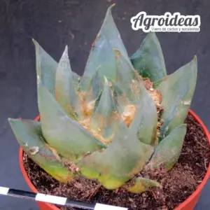Ariocarpus Trigonus