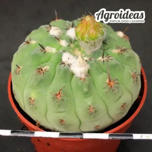 Copiapoa napina X hypogaea "selección"