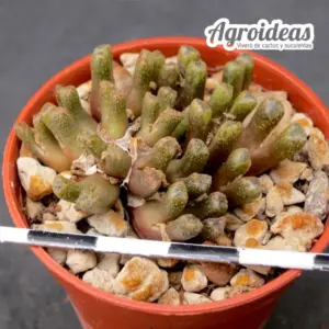 Conophytum reconditum ARM1254