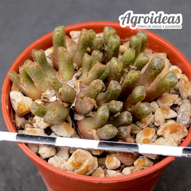 Conophytum reconditum ARM1254